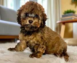 KAHVE SİYAH BENZERSİZ TOY POODLE ERKEK YAVRU